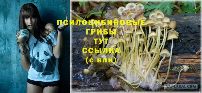 Псилоцибиновые грибы Psilocybe  хочу   Ахтубинск 